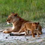 lioness and one of the twins 1773
