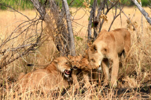 lioness, cubs and the uncle introduction 1189