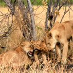 lioness, cubs and the uncle introduction 1189