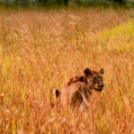 lioness in the grass 1218
