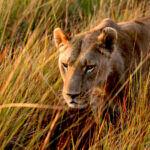 lioness in the tall grass 0943