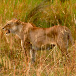 lioness roars 1221