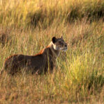 Africa Gallery lioness scent on the wind 0772