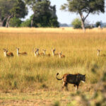 Africa Gallery lioness stalking antelope 0760