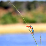Africa Gallery malachite kingfisher 0184