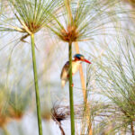 malachite kingfisher 0836
