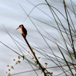 Africa Gallery malachite kingfisher 1037