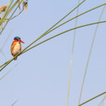 Africa Gallery malachite kingfisher1040