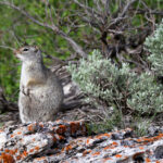 Yellowstone marmot retouched 8061