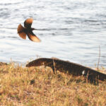 monitor lizard and a protective bird defending its eggs on the zambezi river 2170