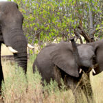 Africa Gallery mother elephant an outspoken son 1674