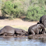 Africa Gallery mud wallow 0157