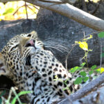 naptime youg female leopard cub1932
