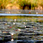 Africa Gallery okavango delta 1047