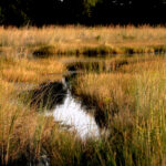 Africa Gallery okavango delta1075