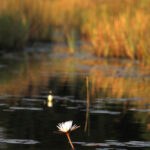 Africa Gallery okavango delta1094