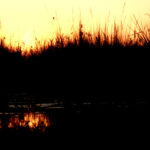 Africa Gallery okavango at dusk 2 2096