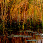 Africa Gallery okavango late afternoon 1109