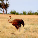 ostrich female 0921