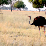 ostrich male 0933