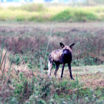 Africa Gallery painted dog cropped 1502