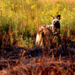Africa Gallery painted dog in the okavango delta 1085