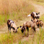 painted dogs 1317