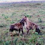 painted dogs 1511