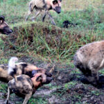 painted dogs and hyena stand off 1524