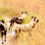 Africa Gallery painted dogs picking up the scent 1300