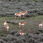 Yellowstone pronghorn herd 2 8091