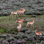 Yellowstone pronghorn herd 8090