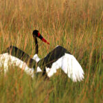 saddle billed stork 0678