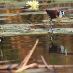 skimmer bird and waterlilys in the okavango 0848