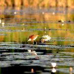 Africa Gallery skimmer on the okavango 1069