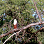 south african fish eagle 1577