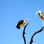 Africa Gallery south african vultures 0444