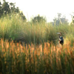 Africa Gallery stork in the okavango 0860