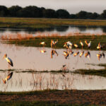 Africa Gallery storks on the chobe9896
