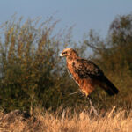 Africa Gallery tawny eagle 2 9948