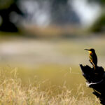 the bee eater 0646