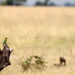 the bee eater and the baboon 0825