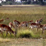 Africa Gallery the herd 0700