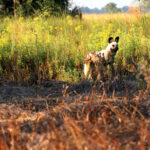 Africa Gallery the painted dog1082