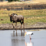 the wildebeest, the crocodile, and the crane 0800