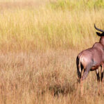 Africa Gallery tsessebe antelope1601