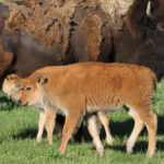 Yellowstone twins from spring 2024 8156