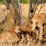 uncle lion comes to visit nephews and mother warns him1189