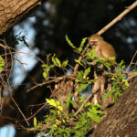 Africa Gallery vervet baby monkey 1738