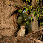 vervet monkey baby 2 1734